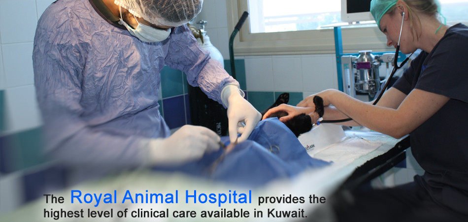 "RAH is the only clinic in Kuwait to provide Diplomat specialisation."